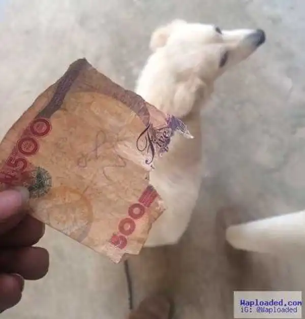 Hilarious: Man Offers His Dog to Calabar People After it Ate His N4000 (Photo)